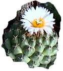 coryphantha maiz-tablasensis