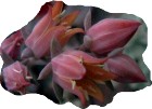 fiori di echeveria