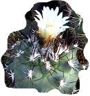gymnocactus gielsdorfianus