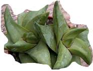 haworthia starkiana