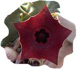 huernia macrocarpa schweinfurthii