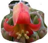 flower of kalanchoe