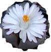 flower of lithops