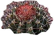 melocactus azureus