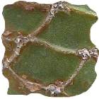opuntia reticulata