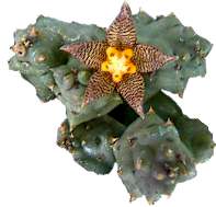 Piaranthus