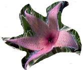 flower of stapelia