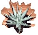 agave utahensis