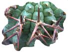 euphorbia stellaespina