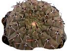 gymnocalycium ochoternae asterium