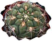 gymnocalycium rosaenthemum