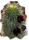 hoodia