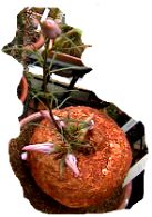 ipomoea