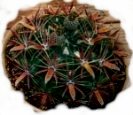 ferocactus latispinus