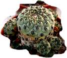 sulcorebutia rauschii
