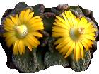 titanopsis